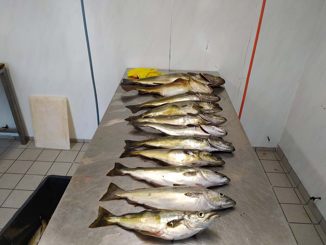 wędkarstwo-w-norwegii-rdzawce-smola