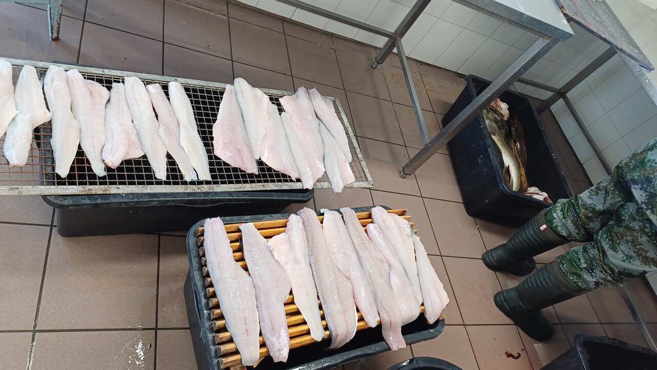 Wędkarstwo-w-Norwegii-filetowanie-ryb