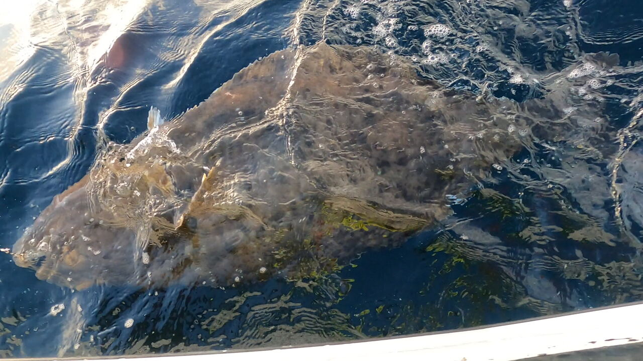 wyjazd-na-ryby-do-Norwegii-halibut-z-wyspy-Senja