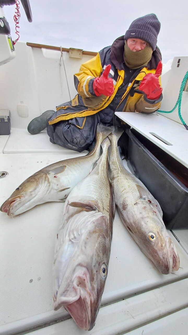 wędkarstwo-w-norwegii-dorsze-skrei-senja