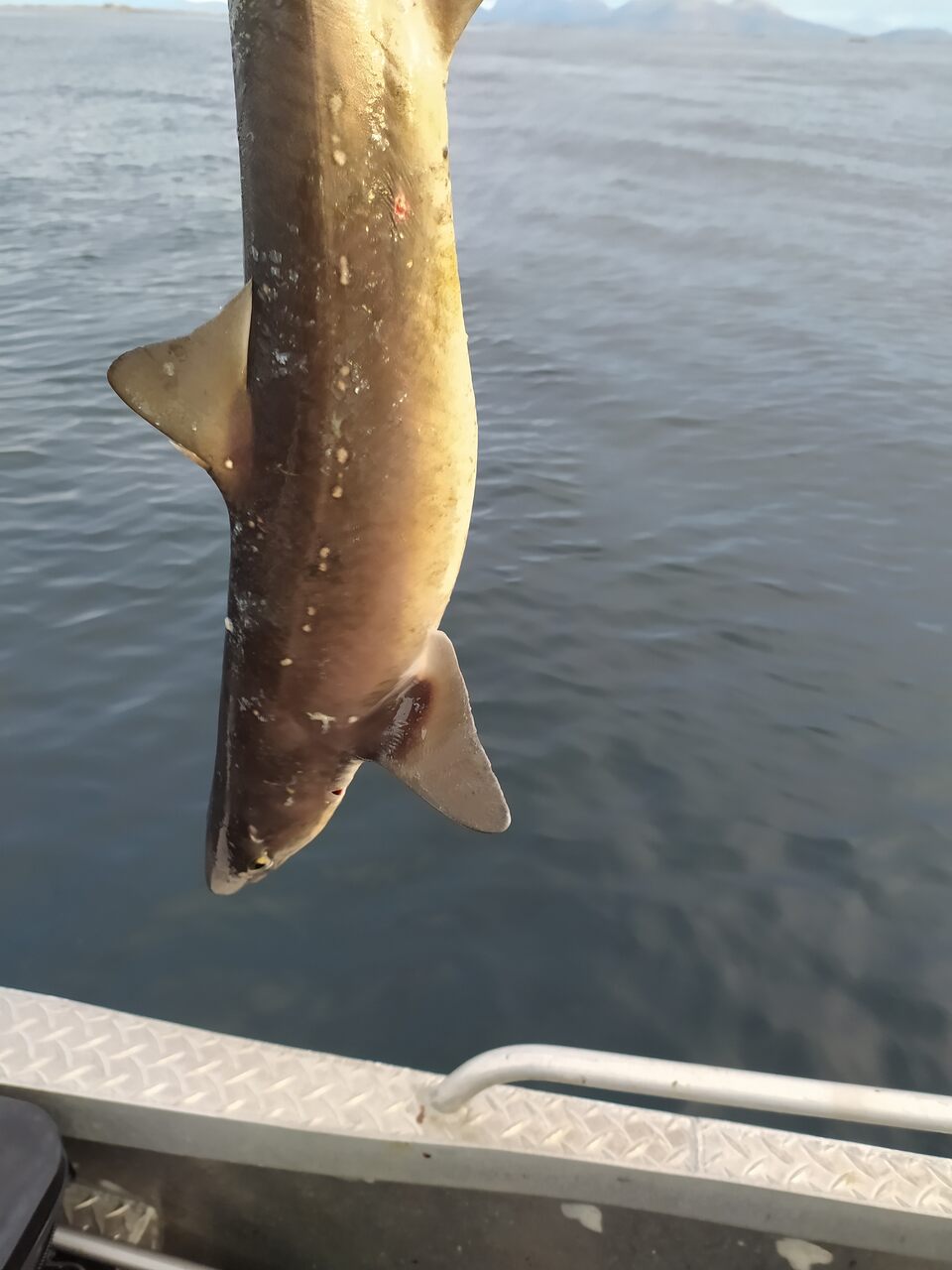 łowienie-ryb-w-norwegii-rekin