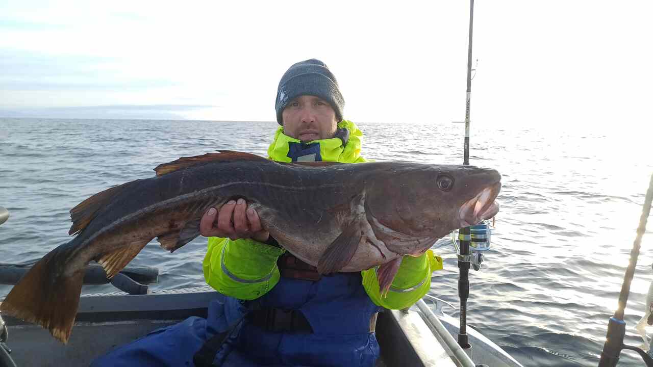 Wyprawa-na-ryby-norwegia-smola-dorsz