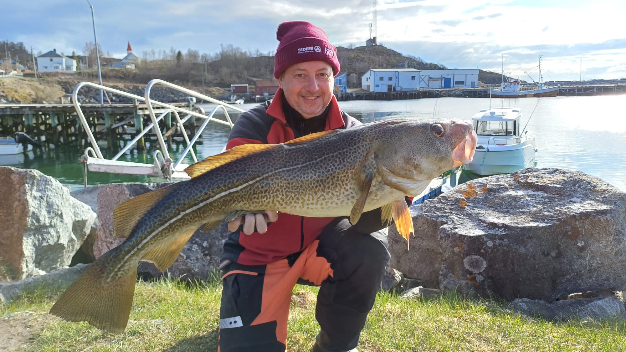 Duży dorsz złowiony na wyspie Senja w Norwegii