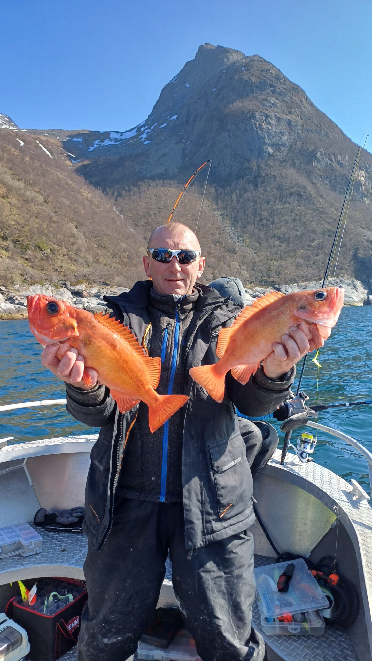 Karmazyny złowione na Senji