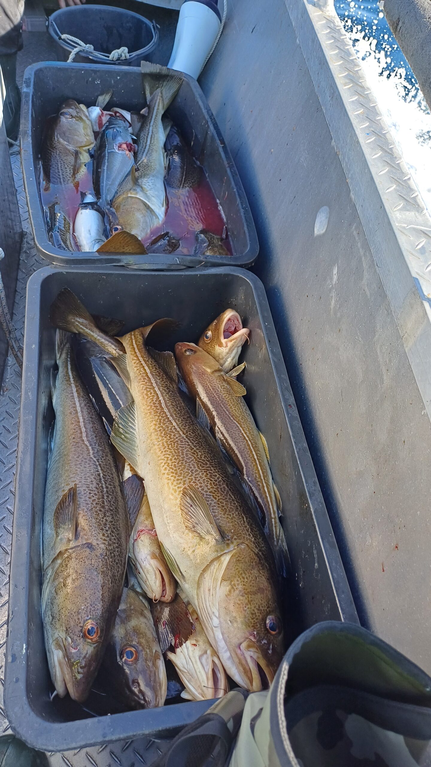 Połów dorszy na Senji