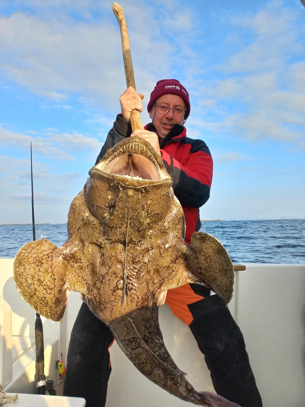 26 kg żabnica złowiona na wyspie Senja w Norwegii