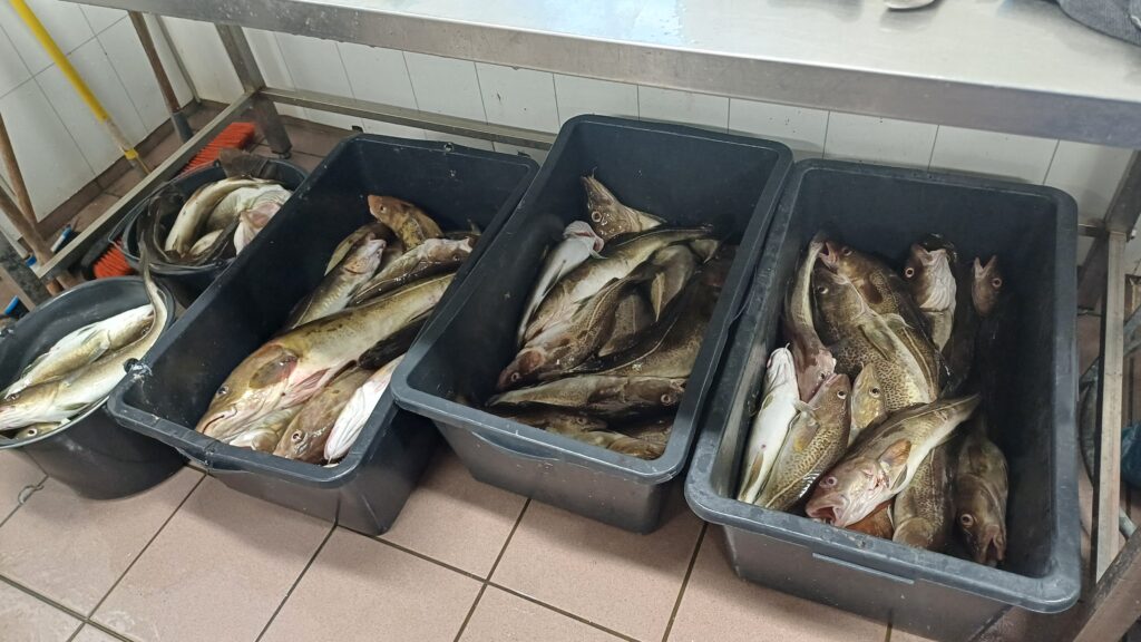 Połów podczas wyprawy wędkarskiej do Norwegii