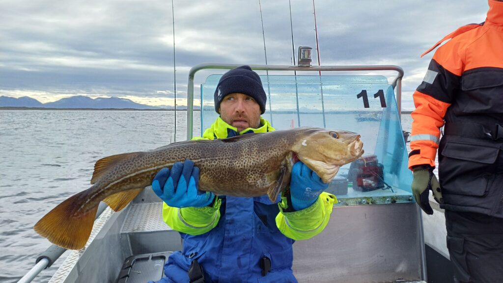 Dorsz złowiony podczas wyprawy wędkarskiej do Norwegii