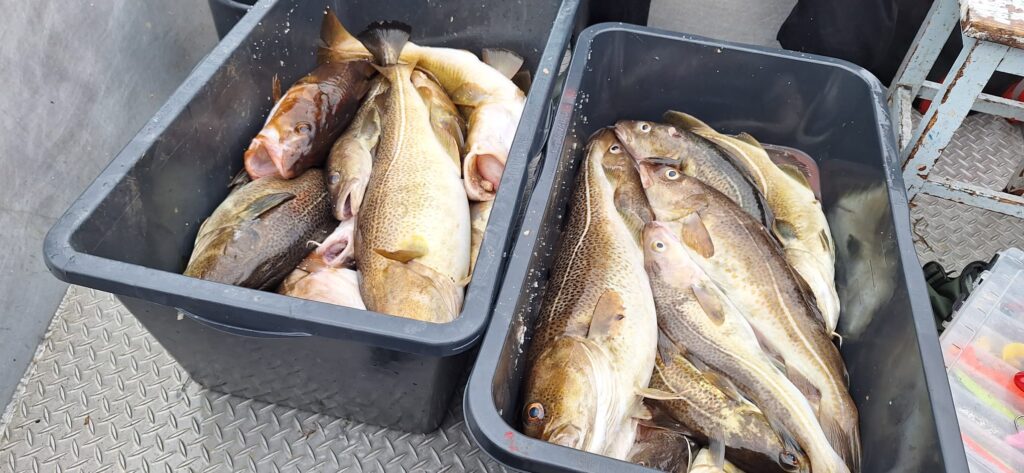 Wyprawa na dorsza w Norwegii - połów