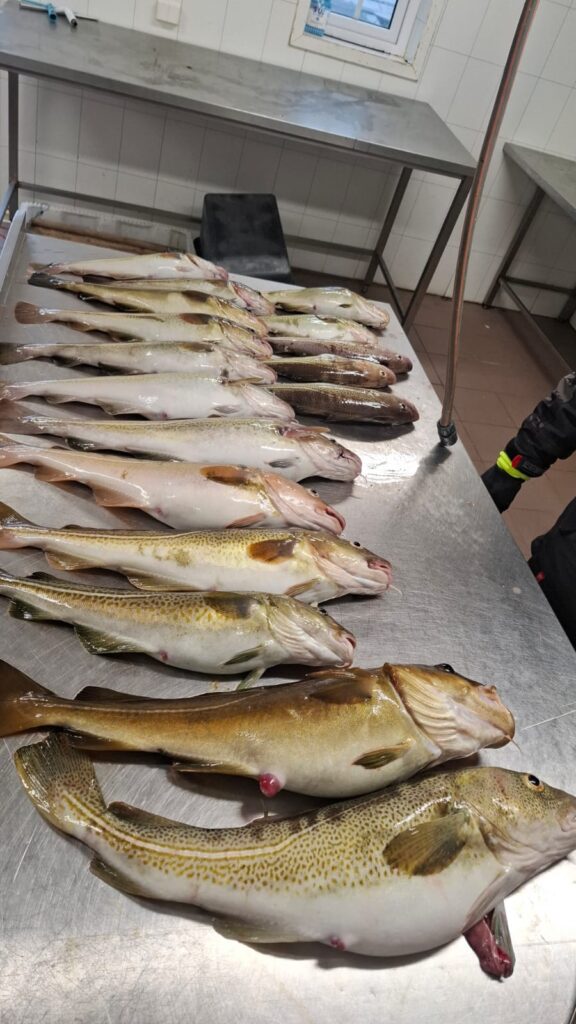 Wyprawa na dorsza w Norwegii - połów