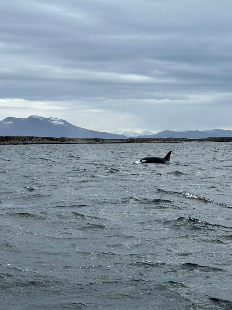 Orka podczas wyprawy na ryby