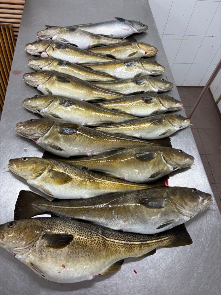 Wyprawa na dorsza w Norwegii - obfity połów